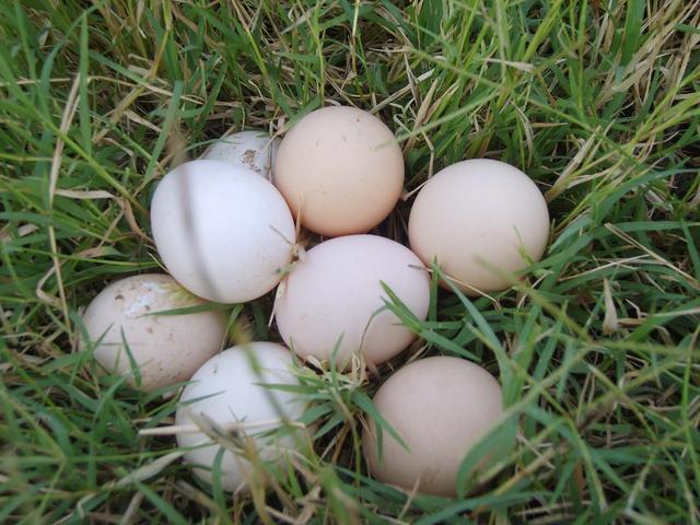 种鸡蛋行情深度解析，市场走势大揭秘📈🥚